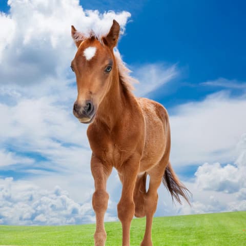 HORS-SOL